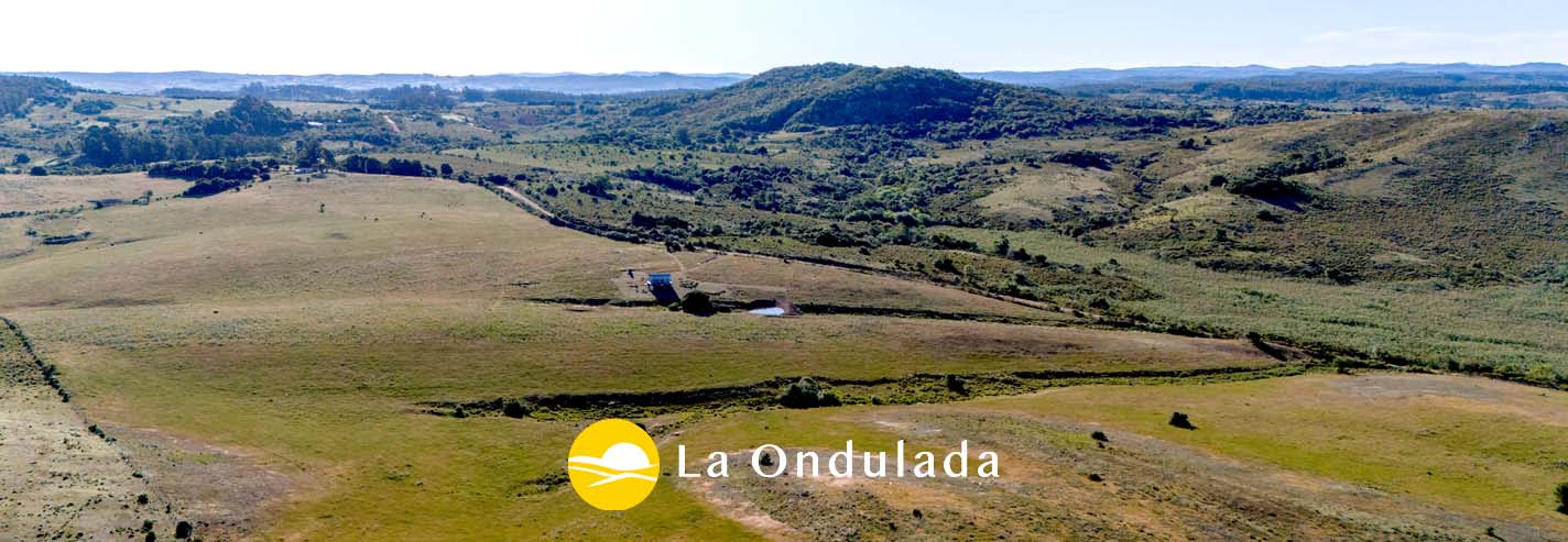 Banner homeanchoo LO